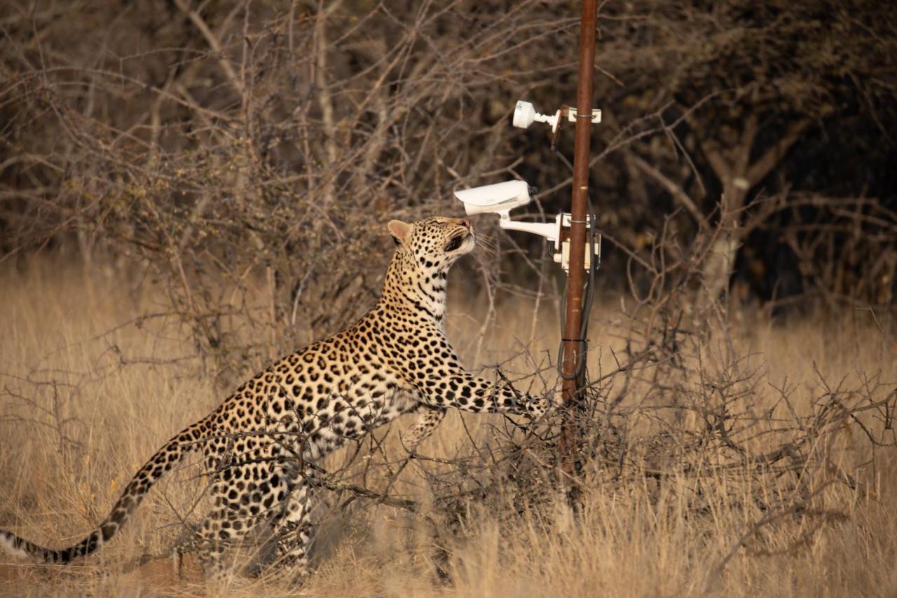 Okonjima Plains Camp Villa Otjiwarongo Exteriör bild